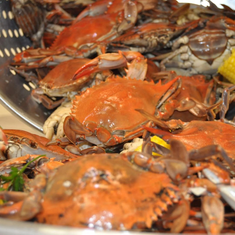 Bayou 82-qt Stainless Steam/Boil Cooker Kit - KDS-982